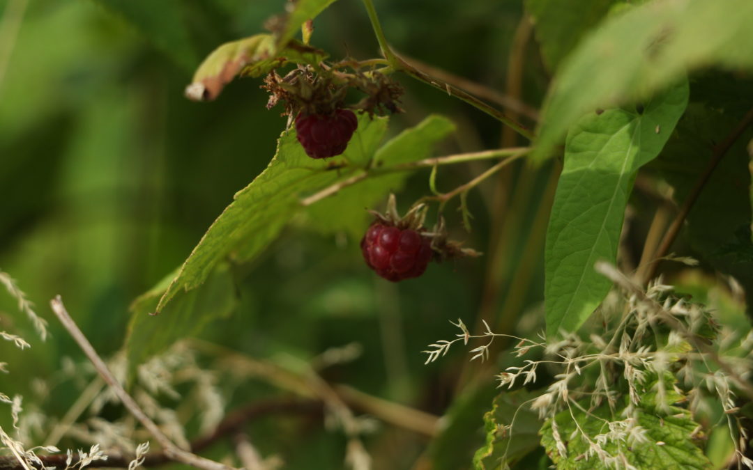 Was ist ein Waldgarten?