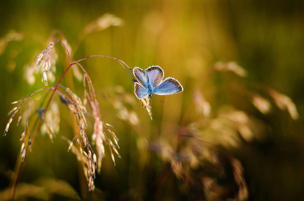 blauer Schmettering im Abendlicht auf einer Grasähre