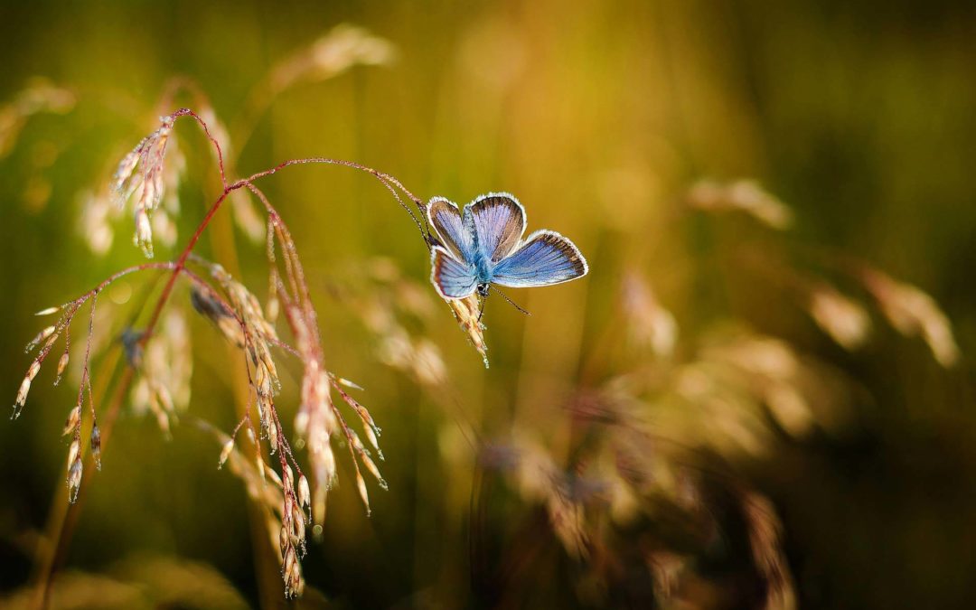 blauer Schmettering im Abendlicht auf einer Grasähre