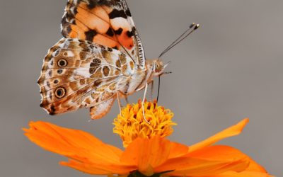 Nächstes Naturfelder Dortmund Treffen