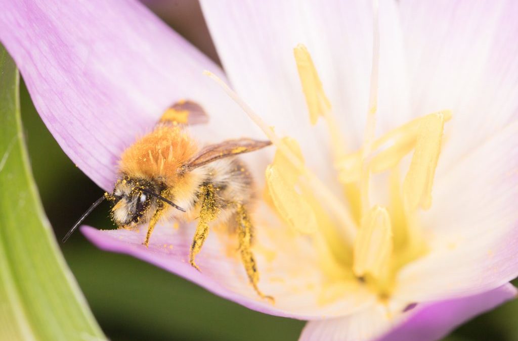 Nahaufnahme Biene mit Blütenstaub auf Blüte - Copyright Etta Gerdes