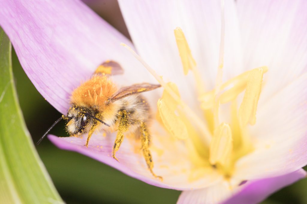 Nahaufnahme Biene mit Blütenstaub auf Blüte - Copyright Etta Gerdes