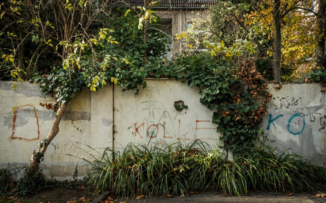 Eine grün bewachsene weisse Mauer mit ein wenig Graffitti