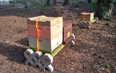 Schwarz-Gelbe Mitbewohner im Waldgarten